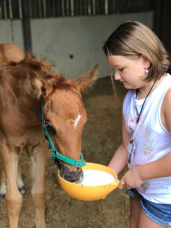 Save A Horse Australia (SAHA) Buy a Rug For a Rescue Horse