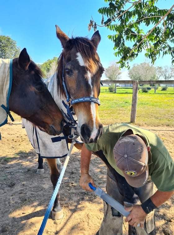 Amanda Vella's Bella Vita Equine Sanctuary Buy a Rug For a Rescue Horse