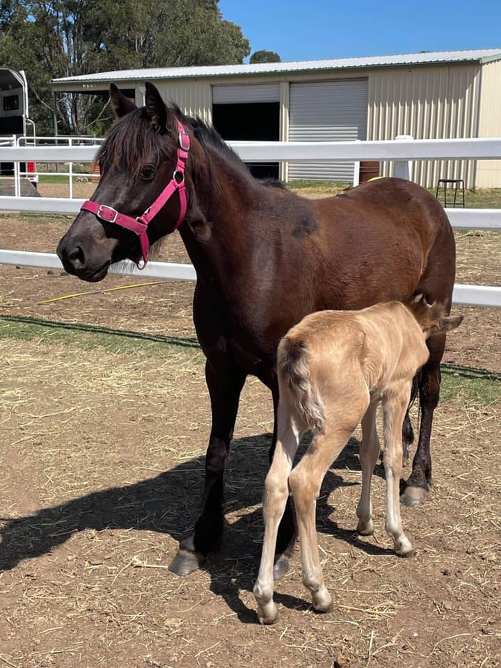 Amanda Vella's Bella Vita Equine Sanctuary Buy a Rug For a Rescue Horse