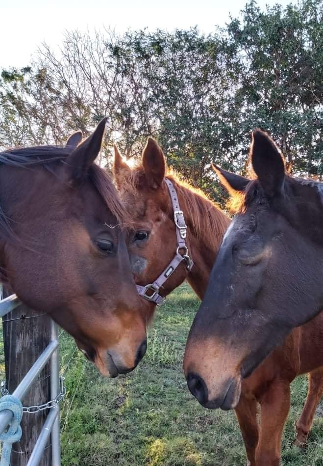 Save A Horse Australia (SAHA) Buy a Rug For a Rescue Horse