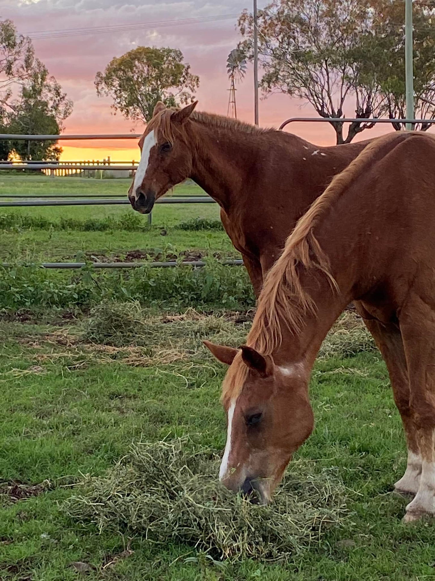 Amanda Vella's Bella Vita Equine Sanctuary Buy a Rug For a Rescue Horse