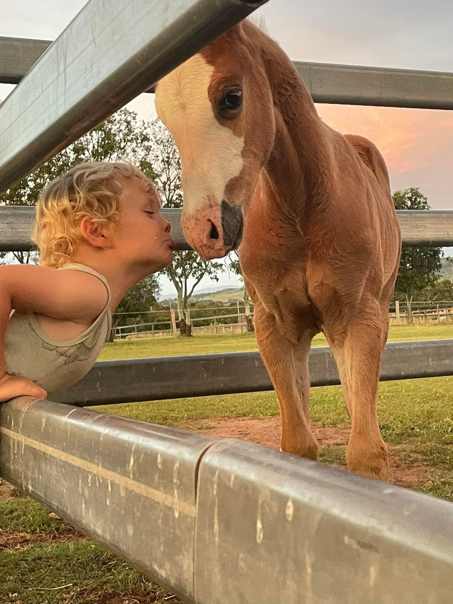 Amanda Vella's Bella Vita Equine Sanctuary Buy a Rug For a Rescue Horse