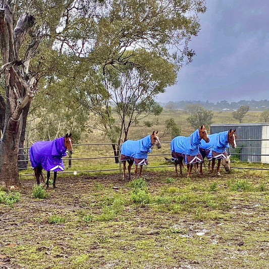 Buy a Rug for a Rescue Horse