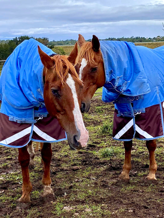 Buy a Rug for a Rescue Horse