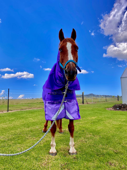 1200 Denier Waterproof Winter Horse Rug Combo 200g Fill